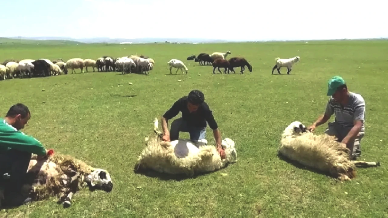 3 Bin 370 Rakımda Eşsiz Yolculuk: Günde 500 Kilo Hamleyle Üst Düzey Performans!