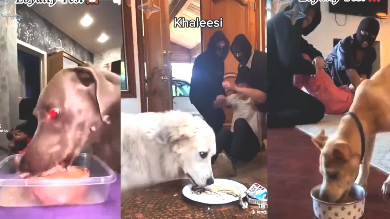 Köpeğinizin Gerçek Sadakati: Sizi Mi, Mamayı mı Tercih Ediyor?
