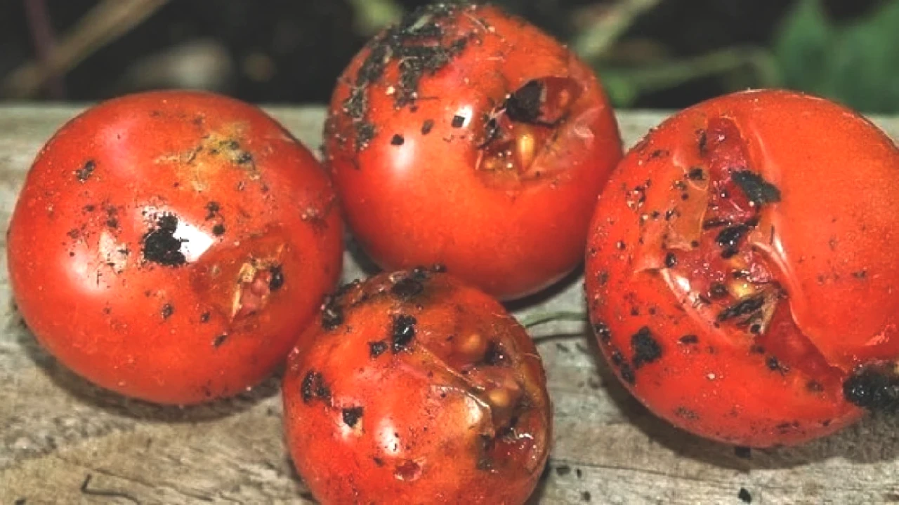 Boşuna Ziyan Etmeyin! Bozulmuş Domatesler için Pratik Değerlendirme Yöntemleri