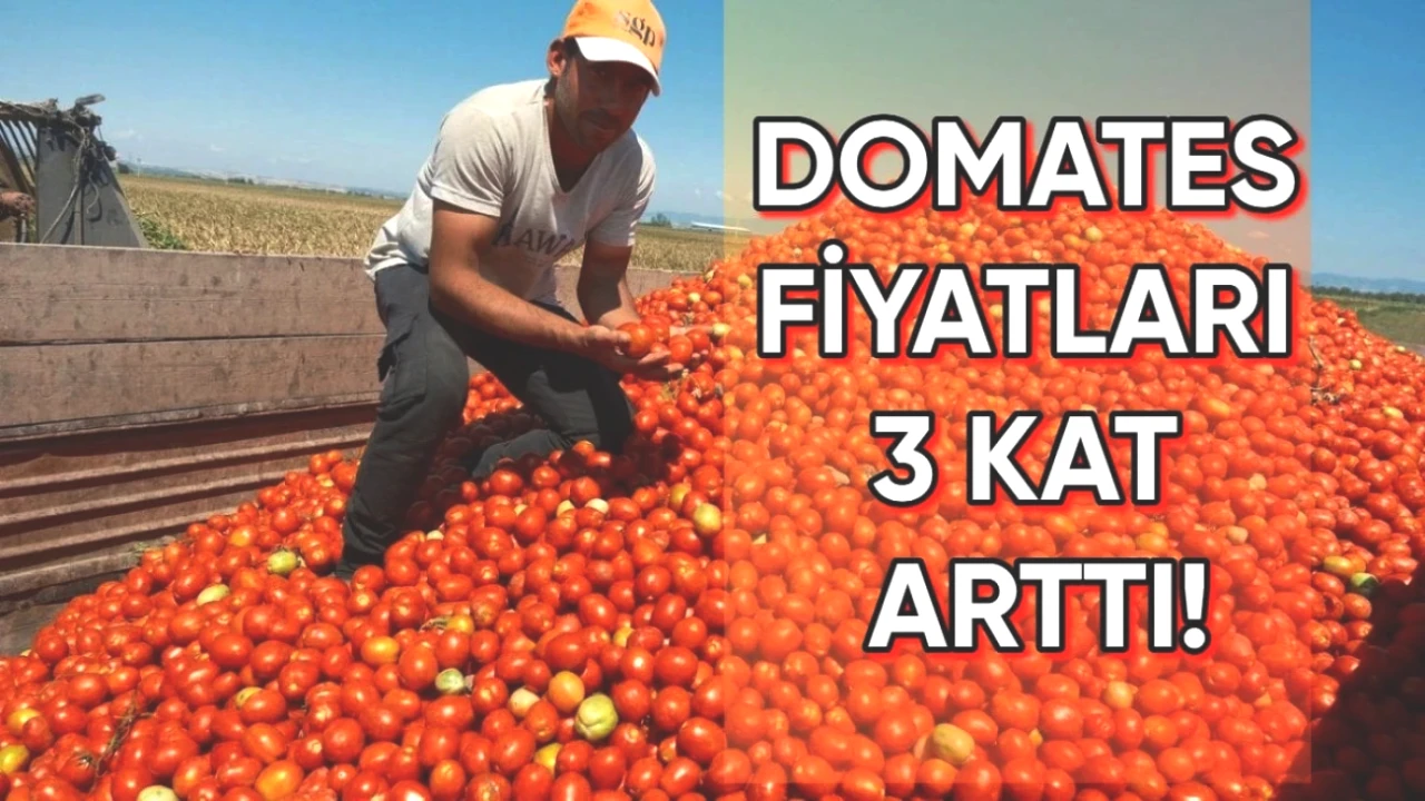 Domates Fiyatları Üç Kat Arttı! Çiftçiler Bu Yıldan Nasıl Kazanç Sağladı?