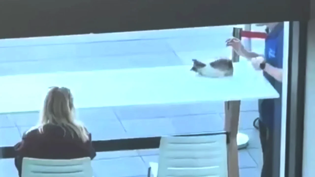 Haliç Üniversitesi'nde İki Gençten Viral Kedi Oyununa Şaşıracaksınız!